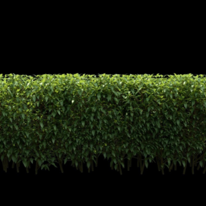 Hedge nd