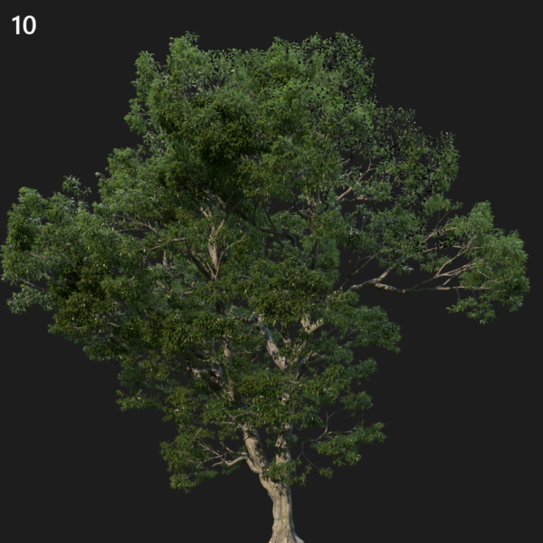 Castanea_sativa0104H