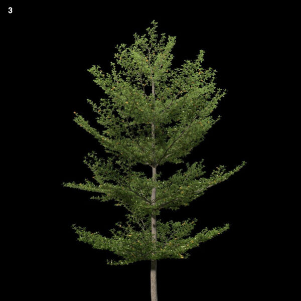 Terminalia_mantaly_01_01