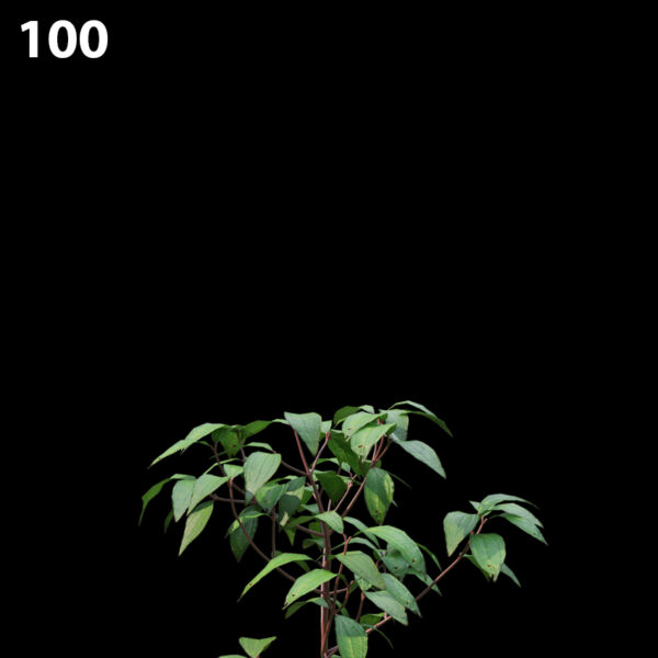 100MTPMV44 Melastomaaffine0101