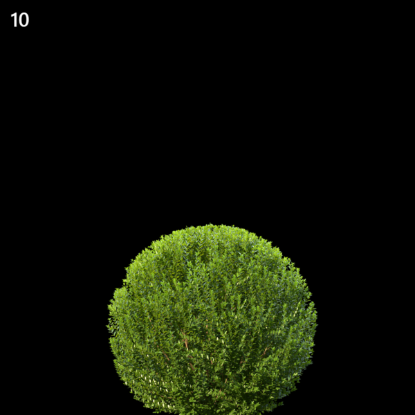 10)MT_PM_V55_Buxus_sempervirens_01_04 nd14-09-21