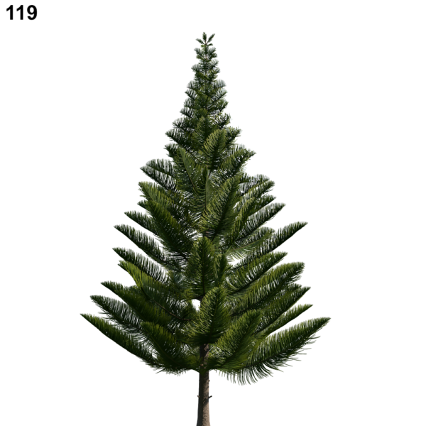 119AM238037Araucaria