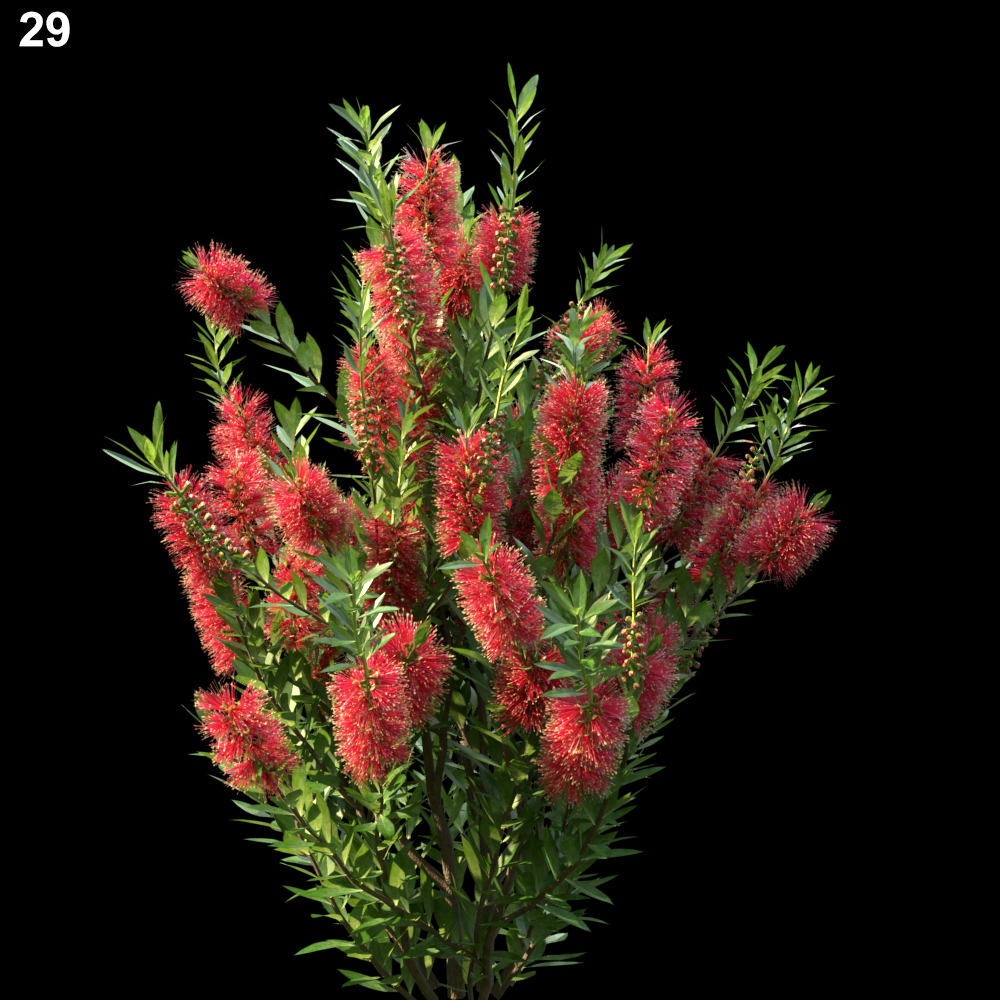 Callistemon Citrinus Proxy Model for SketchUp with V-Ray