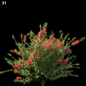 31MTPMV44 Callistemoncitrinus0104