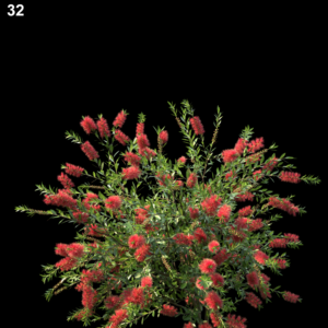 32MTPMV44 Callistemoncitrinus0105
