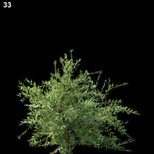 33MTPMV44 Callistemoncitrinus0106