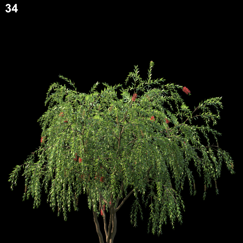 Callistemon Citrinus Tree Proxy Model
