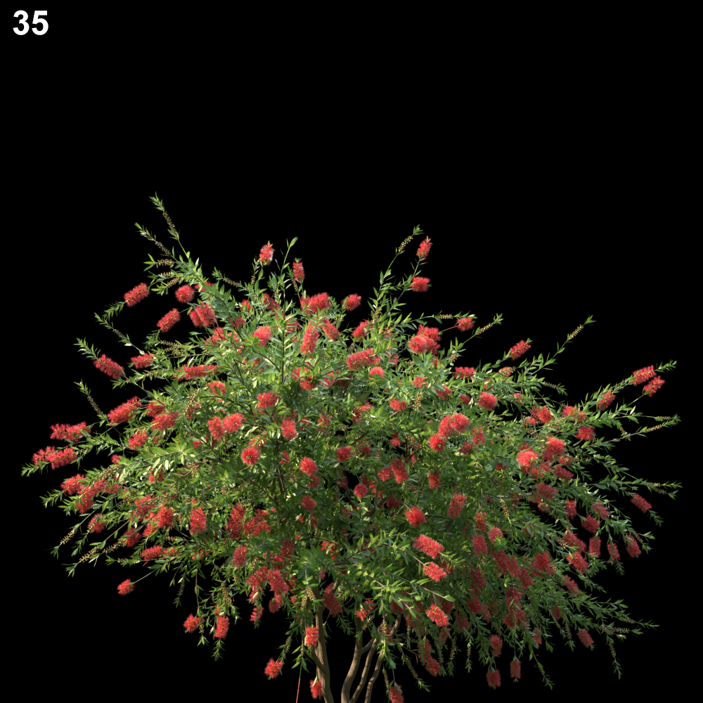Callistemon Citrinus Proxy Model for SketchUp with V-Ray