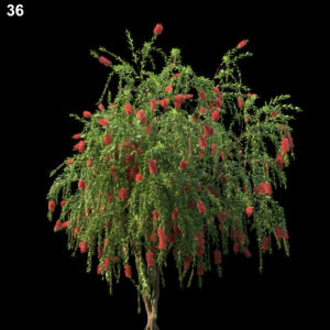 36MTPMV44 Callistemoncitrinus0109