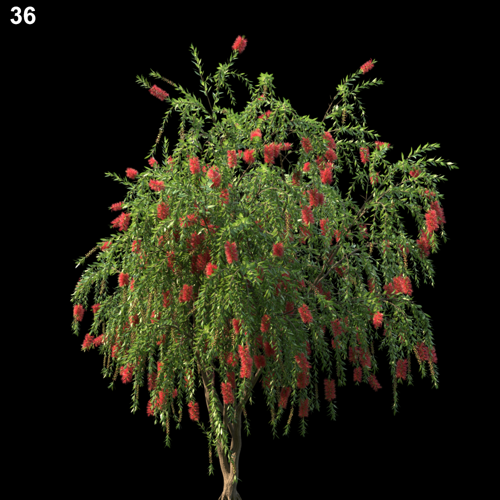 Callistemon Citrinus Proxy Model for SketchUp with V-Ray