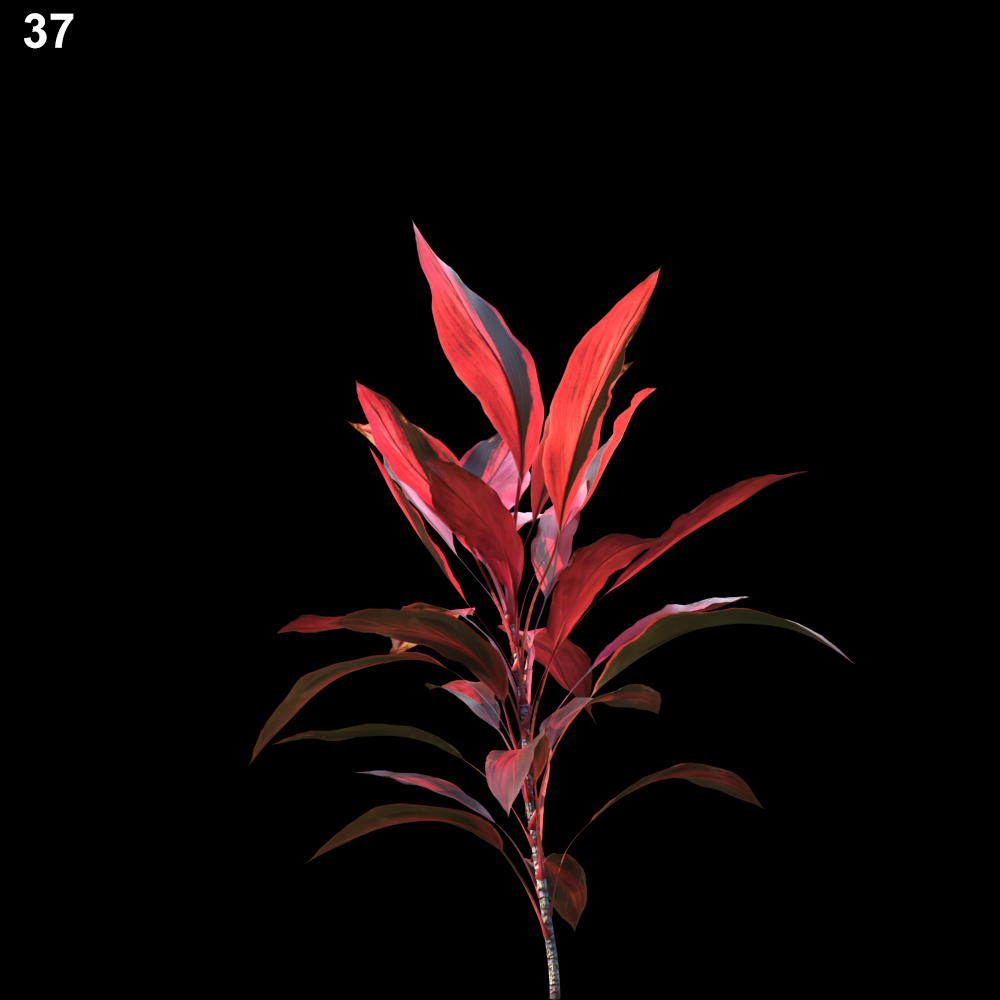 Cordyline Rubra Proxy Model for SketchUp with V-Ray