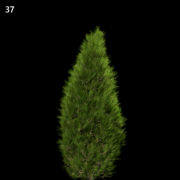 37)MT_PM_V63_Platycladus_orientalis_02_01 nd30-07-21