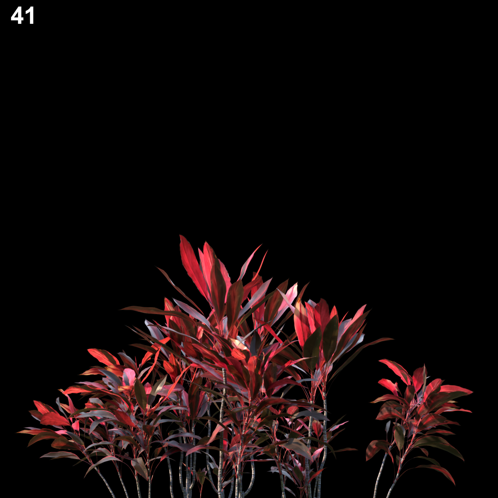 Cordyline Red Plant Proxy Model for SketchUp