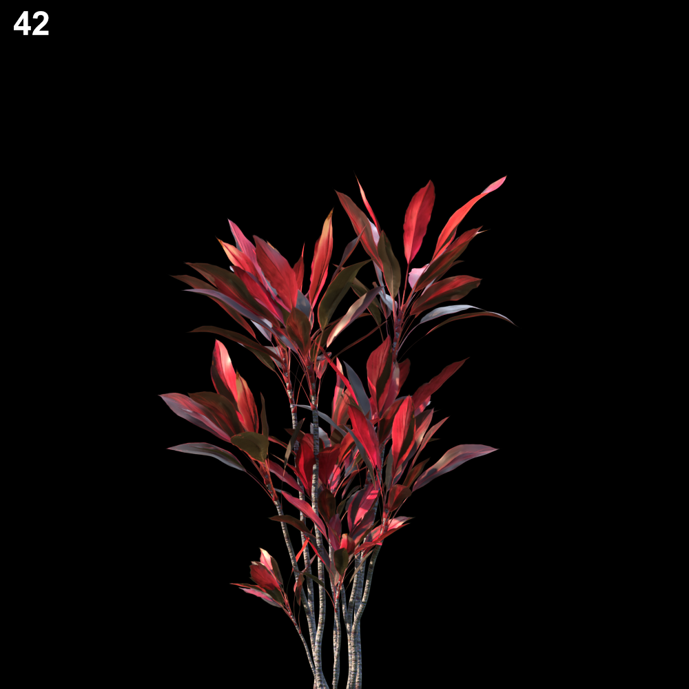Cordyline Red Plant Model