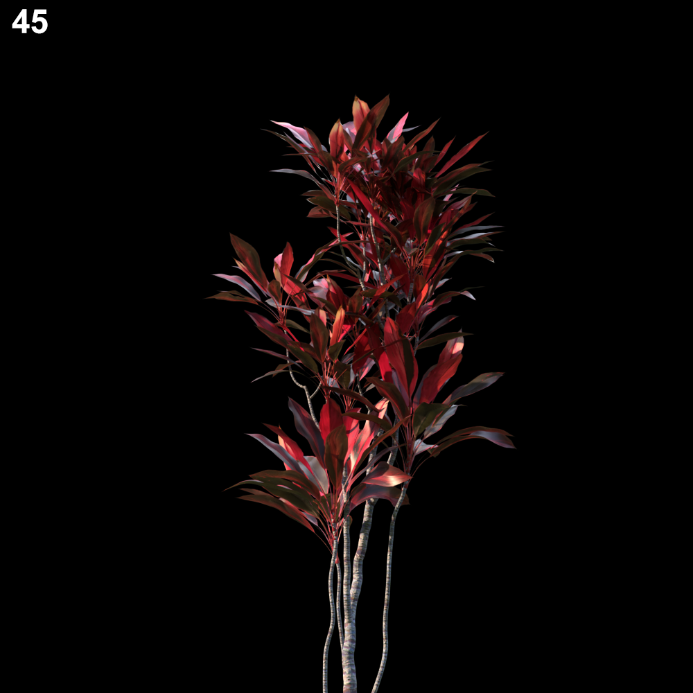Red Cordyline Plant Proxy Model for SketchUp