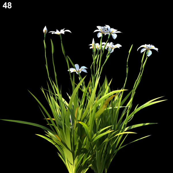 48MTPMV44 Dietesgrandiflora0103