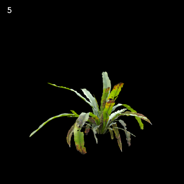 5) MTPMV72 Aspleniumnidus0105
