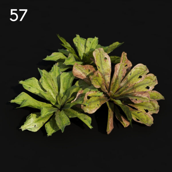 57)MT_V82_Rhodo_01_03
