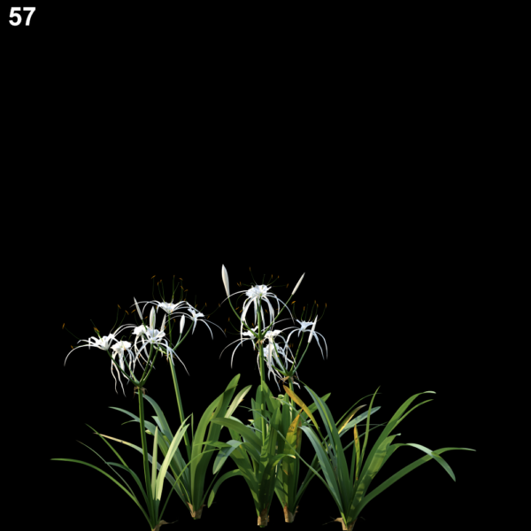 57MTPMV44 Hymenocallislittoralis0103