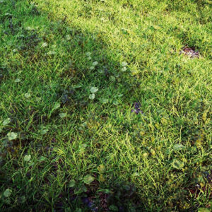 12)Shella_Grass_Cluster
