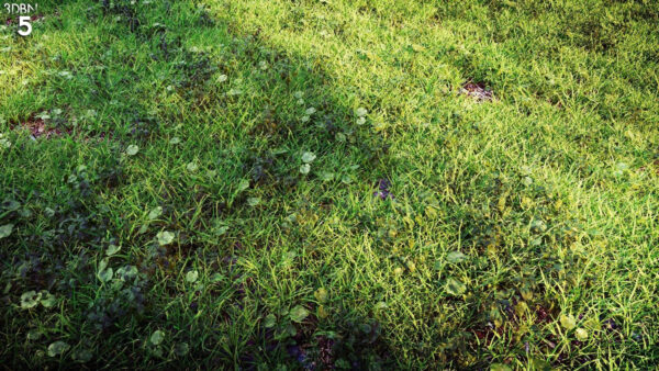 12)Shella_Grass_Cluster