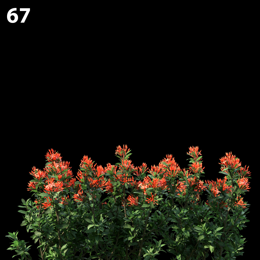 Ixoracoral Malay Proxy Model for SketchUp with V-Ray