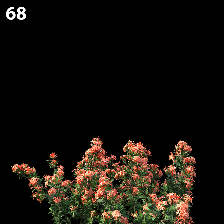 Ixoracoral Malay Proxy Model