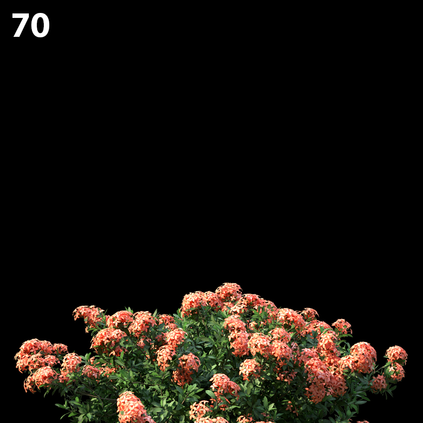 Ixoracoral Malay Proxy Model