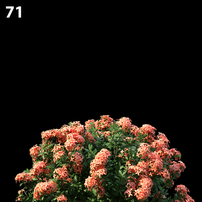 Ixoracoral Malay Plant Model