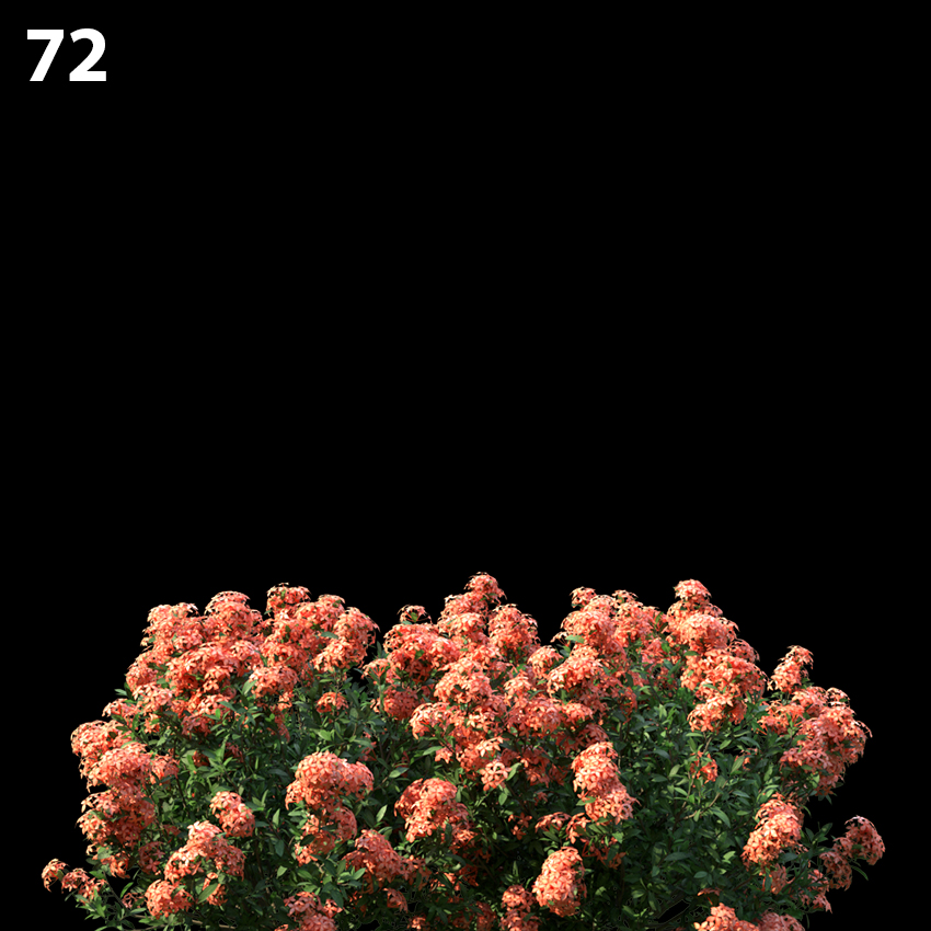 Ixoracoral Malay Flower Proxy Model