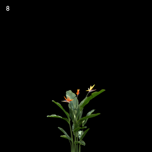 8) MTPMV72 Strelitziareginae0103