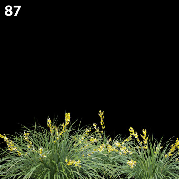 87MTPMV44 Lomandralongifolia0106