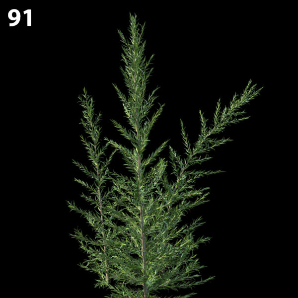 91MTPMV44 Melaleucalinariifolia0101