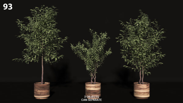 93Olive tree wooden pots