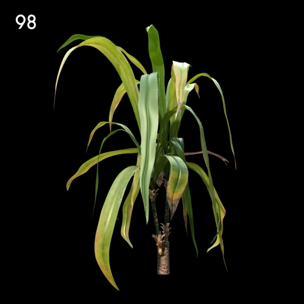 983dbn real plant
