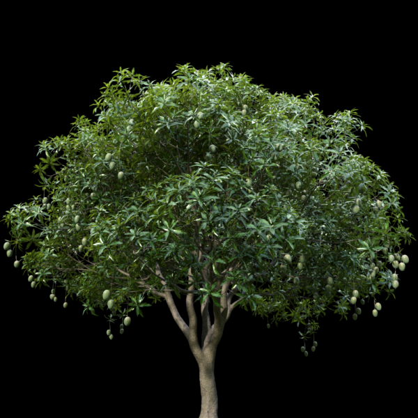 MTPMV36 Mangiferaindica0101