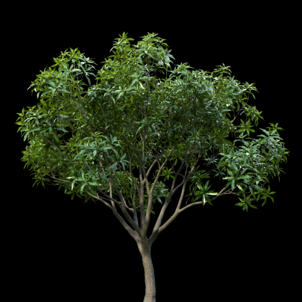 MTPMV36 Mangiferaindica0105