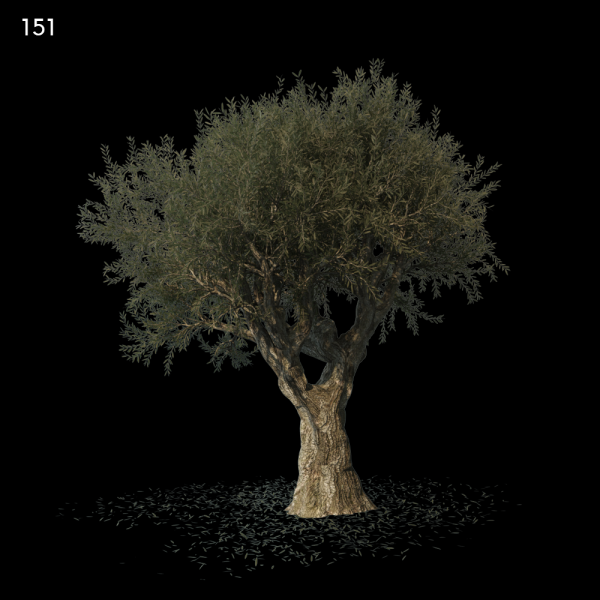 151OliveSG