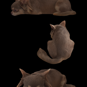 14)Dog_laying