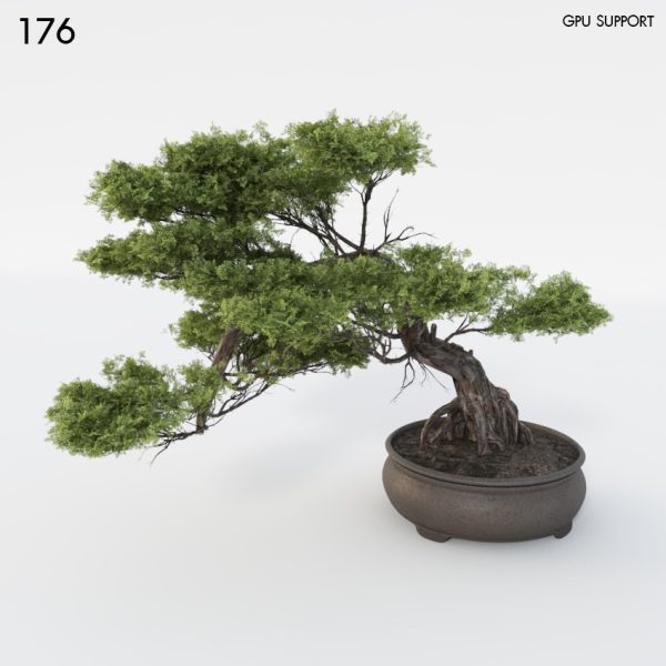 176)indoor-Plant-Bonsai