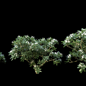 177)3DTree_Plumeria03_05