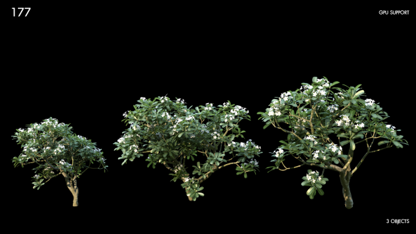 177)3DTree_Plumeria03_05