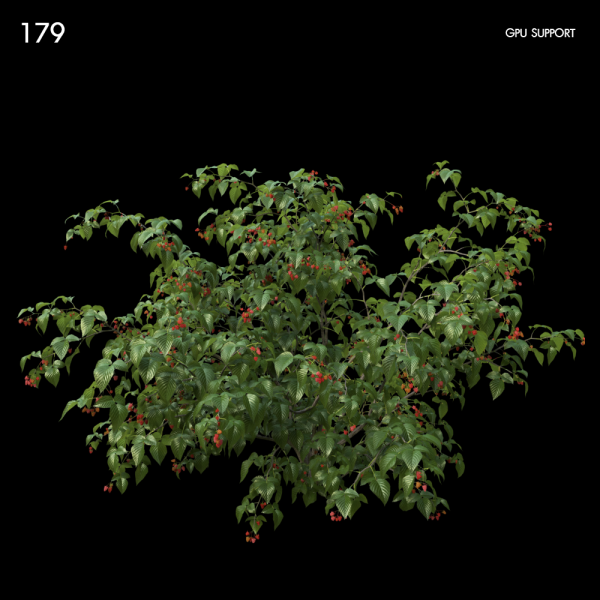 179)Raspberry_bush01