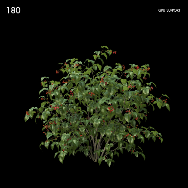 180)Raspberry_bush02