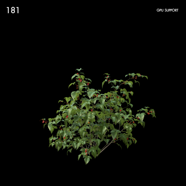 181)Raspberry_bush03