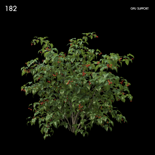 182)Raspberry_bush04