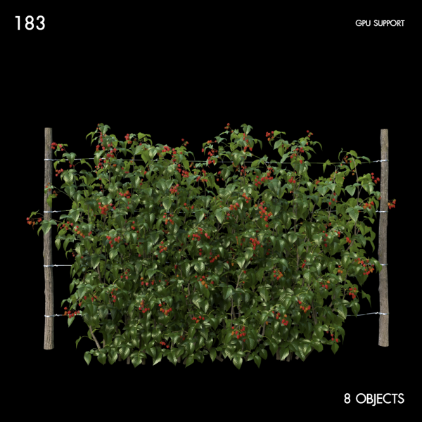 183)Raspberry_bush05
