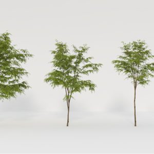 185)Robinia_08