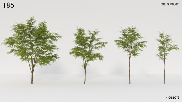 185)Robinia_08