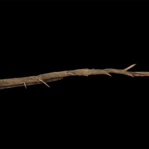 2)large_fallen_tree